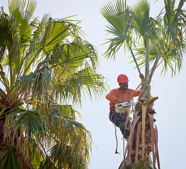 Best Tree Pruning Services  in Carrier Mls, IL